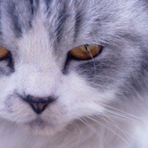 closeup-face-persian-cat